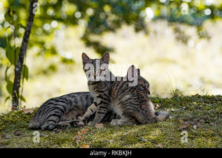 Petit Chaton et sa mère, profitez de l'automne journée dans le parc. Il a peur et prudence, pendant que la mère est détendue. Banque D'Images