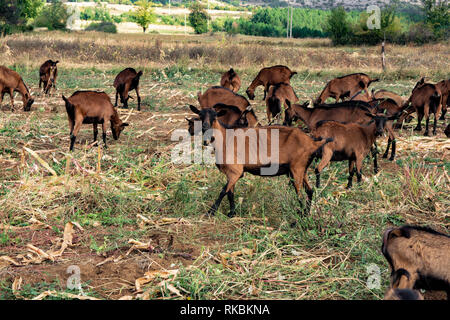 Le troupeau de chèvres de montagne de couleur marron, la race, l'Alpinka sur la prairie paître dans le champ de maïs. Banque D'Images