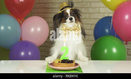 Chien fantaisie Papillon de manger le gâteau d'anniversaire avec une bougie Banque D'Images