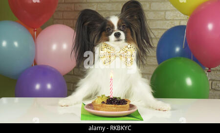 Chien fantaisie Papillon de manger le gâteau d'anniversaire avec une bougie Banque D'Images