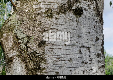 Printemps frais ou Bouleau Betula alba arbre avec tronc de beauté et de l'écorce dans populaires Zaimov park, district Oborishte, Sofia, Bulgarie Banque D'Images