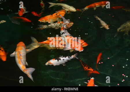 La carpe, poisson de fantaisie, poissons koi Koi de poissons dans l'étang Banque D'Images