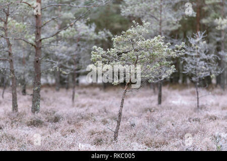 Une jeune pousse de pin sylvestre (Pinus sylvestris) dans une clairière dans la forêt en hiver Banque D'Images