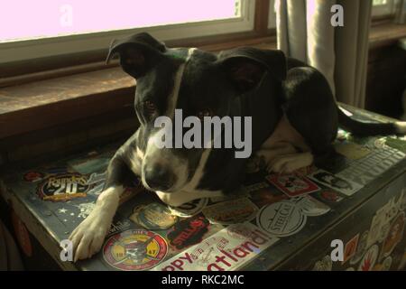 Un mélange de Terrier Dog portant sur un vieux tronc Banque D'Images