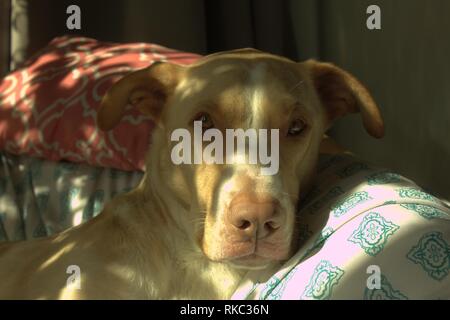 Un mélange de laboratoire chien assis sur une chaise au soleil Banque D'Images