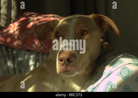 Un mélange de laboratoire chien assis sur une chaise au soleil, regarder par la fenêtre Banque D'Images