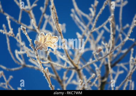 Belle frosty Oak tree laisser sur journée d'hiver ensoleillée pacifique against clear blue sky background, copy space Banque D'Images