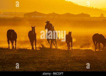 L'Apan, Hidalgo, USA. 10 fév, 2019. Un Mexicain Charro arrondit un troupeau de chevaux qui courent à travers un champ sur un ranch mexicain au lever du soleil (Image Crédit : © Walter G Arce Sr Asp Inc/ASP) Credit : ZUMA Press, Inc./Alamy Live News Banque D'Images