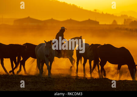 L'Apan, Hidalgo, USA. 10 fév, 2019. Un Mexicain Charro arrondit un troupeau de chevaux qui courent à travers un champ sur un ranch mexicain au lever du soleil (Image Crédit : © Walter G Arce Sr Asp Inc/ASP) Credit : ZUMA Press, Inc./Alamy Live News Banque D'Images