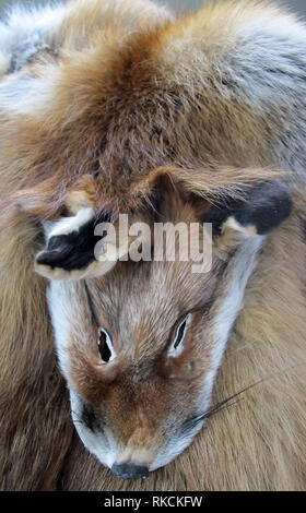 01 février 2019, Suisse, Zurich : une tête de renard orne la poche revers d'un gilet - le chasseur avait apporté maître fourreur aus der Au peaux de renard rouge lui-même abattu et avait une veste cousue d'eux. Thomas aus der Au et son association fourrure Suisse se sont engagés à l'utilisation des peaux. (Dpa-Korr 'contre la chasse au phoque - va devenir de nouveau la fourrure présentable ?') Photo : Christiane Oelrich/dpa Banque D'Images