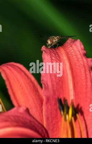 Hoverfly au repos sur une fleur rose Banque D'Images