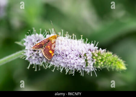 La menthe au repos d'un buddleia flower Banque D'Images
