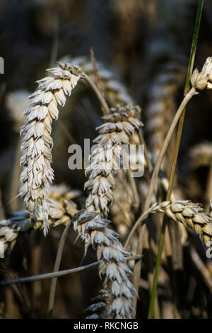 Portrait de la culture du blé dans un champ Banque D'Images