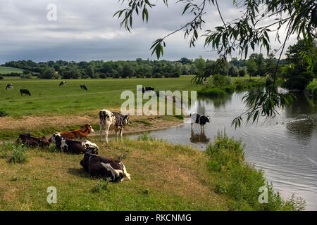DEDHAM ESSEX, Royaume-Uni - 13 JUIN 2018 : vaches en pâturage sur les rives de la rivière Stour Banque D'Images