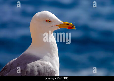 Yellow-legged Gull - Larus michahellis - été adulte, Calpe, Espagne Banque D'Images