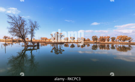 Couleurs d'automne forêt bois Jaune Orange réfléchissant sur le lac d'eau bleu clair naturel paysage magnifique Météo Banque D'Images