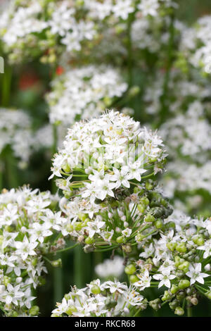 Allium tuberosum. L'ail chinois en fleurs. Banque D'Images
