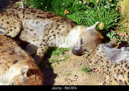 Crocuta crocuta hyène dormir couché dans la forêt Stock Photo Banque D'Images