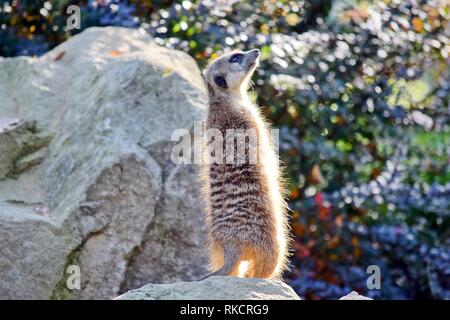 Suricata suricatta vigilance debout sur le museau de Pierre Stock Photo Banque D'Images