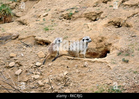 Suricata suricatta Museau Couple Stock Photo Banque D'Images