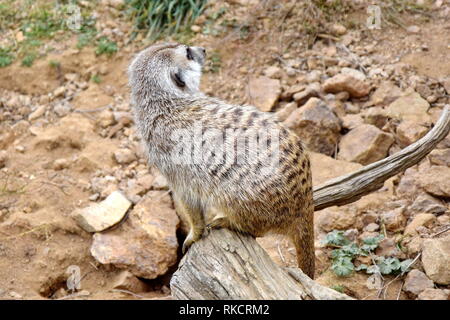 Suricata suricatta museau attentif Stock Photo assis sur bois Banque D'Images