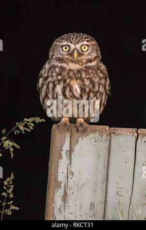 Peu d'adultes de terriers (Athene noctua) au crépuscule, Cambridgeshire, Angleterre Banque D'Images