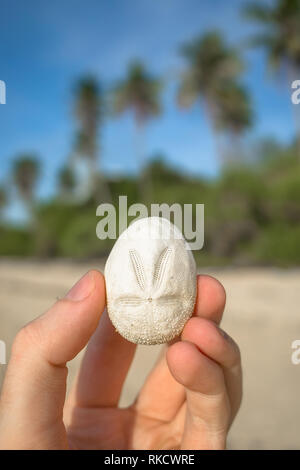 Sand Dollar Urchin, une créature aquatique des rivages tropicaux sur une plage des Philippines - notamment, Tablas Banque D'Images