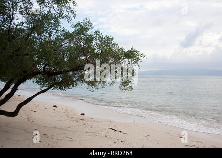 Branche de l'arbre tropical sur Ko Pha-ngan island beach, Thaïlande Banque D'Images