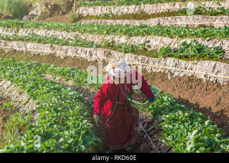 CHIANG MAI, THAÏLANDE - 11 janvier : agriculteur non identifiés en sélection de fruits fraise quand lever du soleil le 11 janvier 2016 à champ de fraises,ang khang, Chiang Banque D'Images