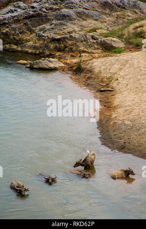 Voir ci-dessus d'un entendu de Vietnamiens le buffle d'eau de refroidissement dans une rivière. Banque D'Images