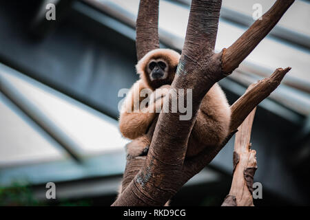 Gibbon singe dans arbre au Zoo Henry Doorly Banque D'Images