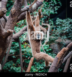 Gibbon singe dans arbre au Zoo Henry Doorly Banque D'Images