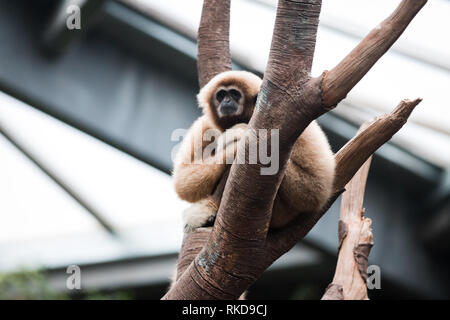 Gibbon singe dans arbre au Zoo Henry Doorly Banque D'Images