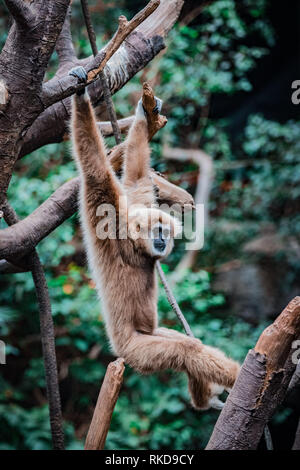 Gibbon singe dans arbre au Zoo Henry Doorly Banque D'Images