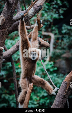 Gibbon singe dans arbre au Zoo Henry Doorly Banque D'Images