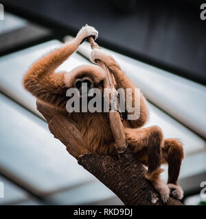 Gibbon singe dans arbre au Zoo Henry Doorly Banque D'Images