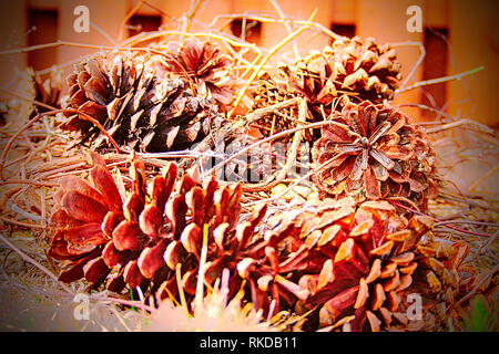 Close-up de plusieurs cocottes sur le terrain pris dans la vigne. Banque D'Images