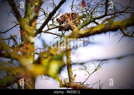 Close-up of a fallen pinecone coincé dans un arbre. Banque D'Images