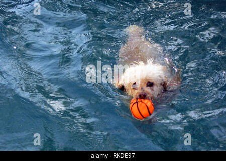 Un caniche blanc joue dans une piscine. Banque D'Images