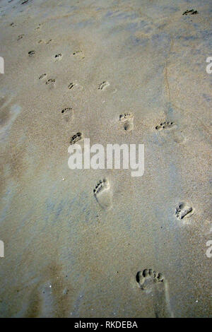 Des traces de pas dans le sable s'éloignant le long de la plage. Banque D'Images