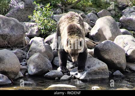 Un grizzli adultes patauge dans un ruisseau de montagne Banque D'Images