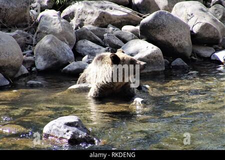 Un grizzli adultes patauge dans un ruisseau de montagne Banque D'Images