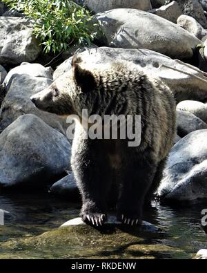 Un grizzli adultes patauge dans un ruisseau de montagne Banque D'Images