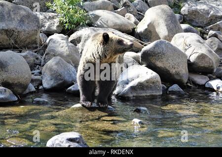 Un grizzli adultes patauge dans un ruisseau de montagne Banque D'Images