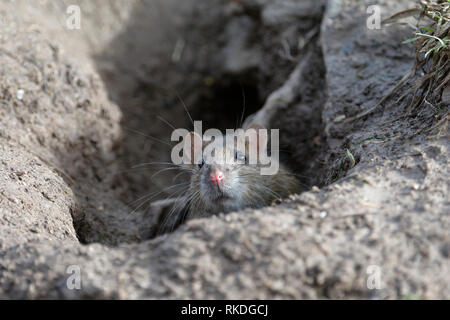 Rat surmulot Rattus norvegicus - Les Nouvelles de l'orifice dans le sol Banque D'Images