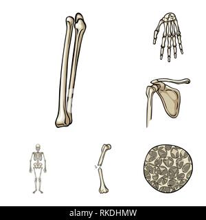 Fémur,poignet,appareil locomoteur Fracture ostéoporose,,,bassin,douleur,scientifique,cell,,jambe hanche,calcium squelettique,biais,tissu,Genou,ossature,système,pelvienne,dommage,tibia,conjonctif,bras,body,cartilage,péroné,carpe,os,crâne squelette,anatomie,des,organes,médical,médecine,clinique,biologie,,set,icône,,illustration,collection,isolé,design,graphisme,élément signe,caricature,couleur,vecteurs vecteur , Illustration de Vecteur
