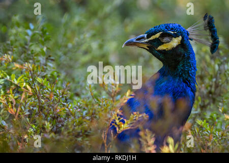Close up of peacock en buissons verts, vie sauvage des oiseaux Banque D'Images