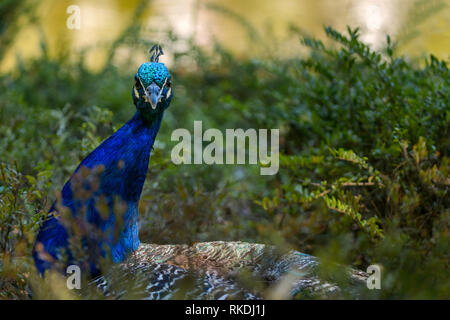 Close up of peacock en buissons verts, vie sauvage des oiseaux Banque D'Images