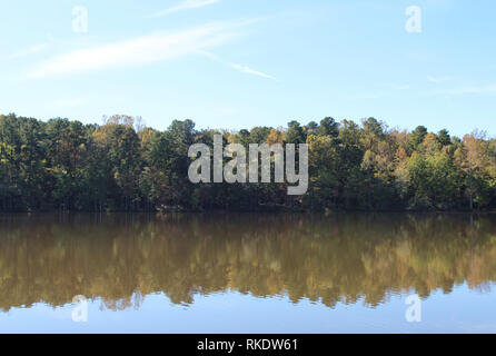 Une ligne d'arbres denses le long de la rive du Grand lac sur l'embranchement de Sal Umstead State Park, North Carolina, USA Banque D'Images