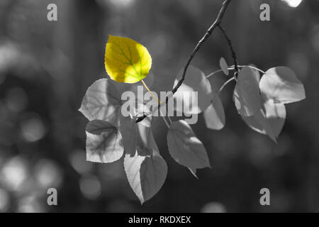 Processus Sélectif couleur de feuille d'Aspen Mountain dans son feuillage d'automne, Inyo National Forest, California, United States Banque D'Images